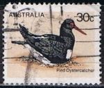 Stamps Australia -  Scott  685  Pied Oystercatcher