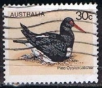 Stamps Australia -  Scott  685  Pied Oystercatcher (3)