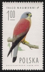 Stamps : Europe : Poland :  AVES: 2.211.001,00-Falco naumanni macho