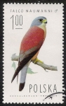 Stamps : Europe : Poland :  AVES: 2.211.001,01-Falco naumanni macho -Sc.2074