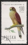 Stamps Poland -  AVES: 2.211.002,02-Falco naumanni hembra -Sc.2075