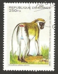 Stamps Africa - Guinea -  fauna