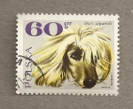 Stamps Poland -  Perro raza Afgano