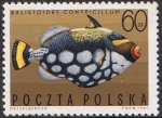 Stamps Europe - Poland -  PECES EXÓTICOS