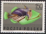 Stamps Poland -  PECES EXÓTICOS