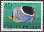 Stamps Poland -  PECES EXÓTICOS