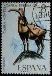 Sellos de Europa - Espaa -  Cabra montés / Capra pyrenaica