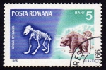 Stamps : Europe : Romania :  Ursus  Sspelaeus