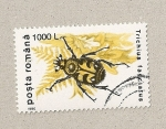 Sellos de Europa - Rumania -  Trichius fasciatus