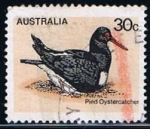 Stamps Australia -  Scott  685  Pied oystercatcher