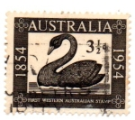 Stamps Australia -  CISNE NEGRO