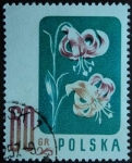 Stamps Poland -  Cap turco / Malvaviscus arboreus