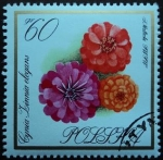 Stamps Poland -  Zinnia / Zinnia elegans