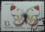Stamps Russia -  Zegris eupheme