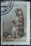 Stamps Russia -  Marmota de Menzbir