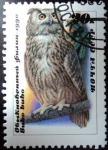 Stamps Russia -  Lechuza águila / Bubo bubo