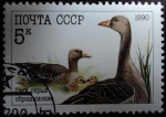 Stamps : Europe : Russia :  Ansar común / Ansar ansar