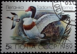 Stamps Russia -  Tarro blanco común / Tadorna tadorna