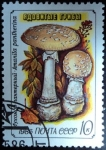 Stamps Russia -  Amanita pantherina