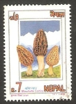 Sellos de Asia - Nepal -  551 - champiñón morchella cónica