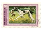 Stamps : Europe : Hungary :  FLORA Y FAUNA