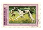 Stamps Hungary -  FLORA Y FAUNA