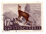 Stamps Bosnia Herzegovina -  RUPICAPRA BALCANICA