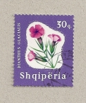 Sellos de Europa - Albania -  Dianthus glacialis