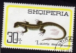 Stamps Europe - Albania -  Lacerta Muralis