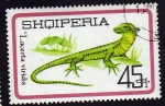 Stamps Europe - Albania -  Lacerta Viridis