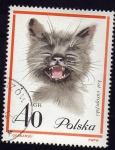 Stamps Poland -  Raza de Gato