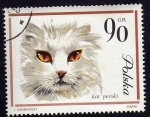 Stamps Poland -  Gato Persa