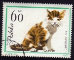 Stamps : Europe : Poland :  Gato Europeo