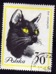 Stamps : Europe : Poland :  Gato Europeo