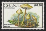 Stamps Africa - Ghana -  SETAS-HONGOS: 1.154.023,00-Oudemansiella radicata
