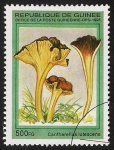 Stamps Guinea -  SETAS-HONGOS: 1.160.034,00-Cantharellus lutescens