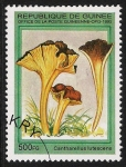 Stamps Guinea -  SETAS-HONGOS: 1.160.034,01-Cantharellus lutescens -Phil.49333-Dm.995.88-Mch.1571-Sc.1334