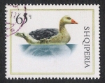 Stamps Albania -  AVES: 2.101.156,00-Anser anser