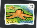 Sellos de Europa - Espa�a -  2534- ASTROPECTEN SP.   ESTRELLA DE MAR