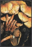 Stamps America - Guyana -  SETAS-HONGOS: 1.162.029,00-Pholiota squarrosa