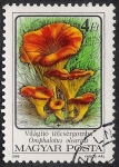 Stamps : Europe : Hungary :  SETAS-HONGOS: 1.164.014,01-Omphalotus olearius -Phil.47544-Dm.986.75-Y&T.3084-Mch.3874-Sc.3049
