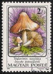 Stamps Hungary -  SETAS-HONGOS: 1.164.013,02-Inocybe patouillardii -Phil.53461-Dm.986.74-Y&T.3083-Mch.3873-Sc.3048