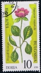Stamps Bulgaria -  Scott  3393  Paeonia maskula