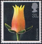 Stamps United Kingdom -  FLORA 1987. ROSA DE ALABASTRO. (ECHEVERIA ELEGANS)
