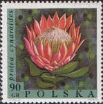 Sellos de Europa - Polonia -  FLORES. PROTEA REY (PROTEA CYNAROIDES)