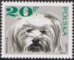 Stamps Poland -  PERROS. MALTÉS