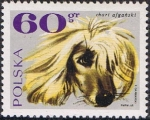 Stamps Poland -  PERROS. GALGO AFGANO