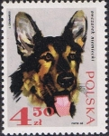 Stamps Poland -  PERROS. PASTOR ALSACIANO