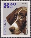 Sellos de Europa - Polonia -  PERROS. POINTER