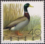 Stamps Poland -  AVES DE CAZA. PATO REAL